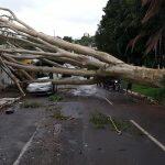 Àrvore que caiu na Avenida Mato Grosso sexta (15)
