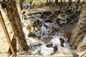 Animais eram mantidos em uma espécie de 'galinheiro'