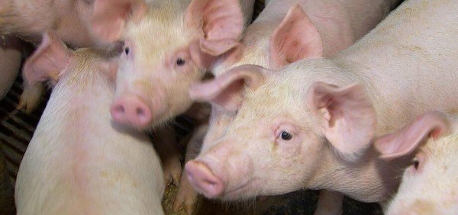Foram registrados casos em nove animais na cidade de Marco