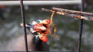 Galinhas são predadoras naturais dos escorpiões (Foto: Divulgação/PMSJC)