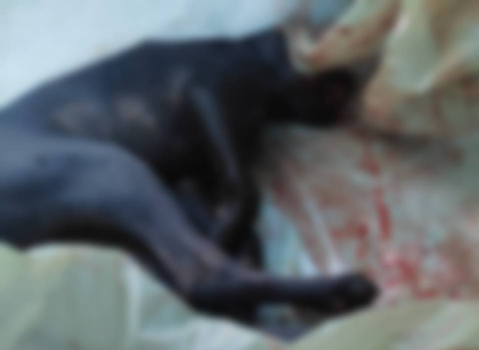Animal foi atropelado e não resistiu