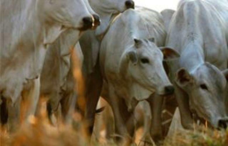 Foto: Reprodução/Notícias Agrícolas