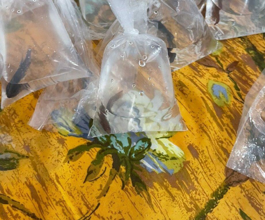 Parte dos peixes apreendidos