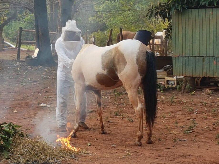 Animais recebem atendimento do Corpo de Bombeiros (Foto: Divulgação)