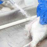 Foto :Embrapa Pesca e Aquicultura