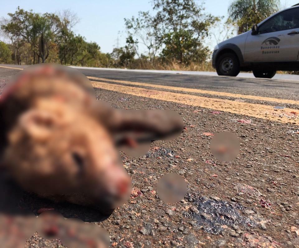 Foto: Projeto Bandeiras e Rodovias