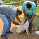 Na zona rural a vacinação acontece nas imediações da Aldeia Jaguapiru. (Foto:Divulgação)
