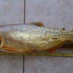 Peixe de pesca proibida foi apreendido (Foto: Divulgação