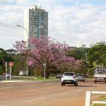 Ipês ao longo da Avenida Neli Martins | Foto: Leonardo de França