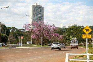 Ipês ao longo da Avenida Neli Martins | Foto: Leonardo de França