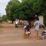 Ataques de cães da raça Pitbull preocupam moradores. (Foto: Reprodução/Leitor Midiamax)