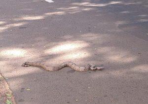 Cobra passeando por via importante de Campo Grande. MS é selvagem mesmo. (Foto: WhatsApp Midiamax)
