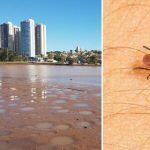 Obras de dessassoreamento do parque das Nações pode ter ocasionado desequilíbrio que causou infestação de carrapatos (Foto: Daiany Albuquerque | Arquivo Midiamax)