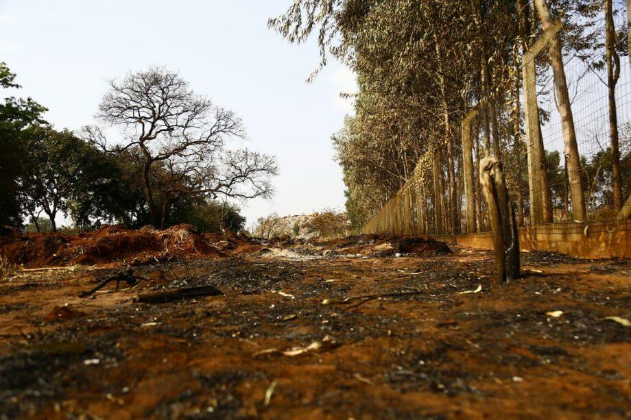 Moradores e até os animais passaram mal com tanta fumaça e fuligem após incêndio (Foto: Leonardo de França