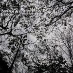 (Foto: Henrique Arakaki)