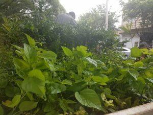 As mudas foram distribuídas na manhã deste sábado na Av. Afonso Pena (Foto: Ana Palma