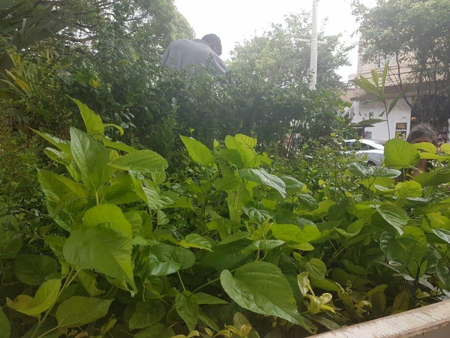 As mudas foram distribuídas na manhã deste sábado na Av. Afonso Pena (Foto: Ana Palma