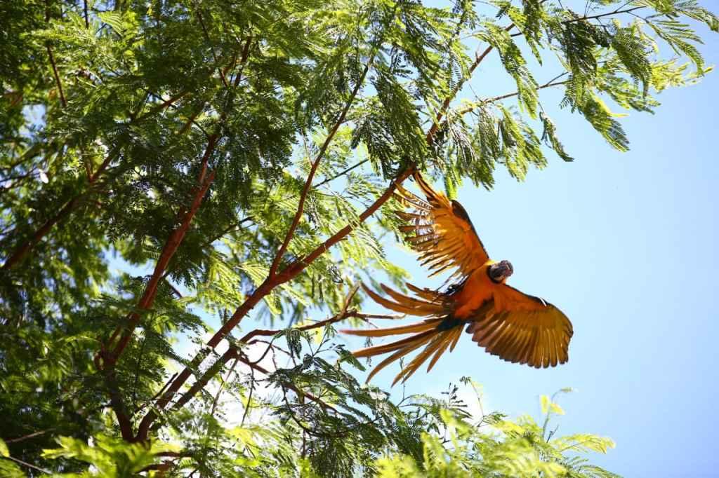 Arara ficou quatro horas presa em linhas de pipa. (Foto: Marcos Ermínio