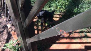 Cadelas estavam abandonadas aproximadamente uma semana. (Foto: Divulgação