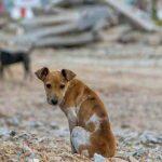 Abandono de animais disparou na pandemia em Campo Grande
