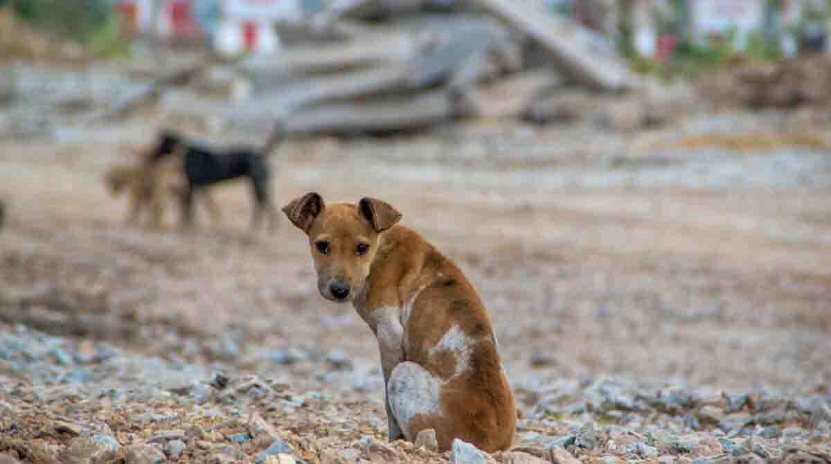 Abandono de animais disparou na pandemia em Campo Grande