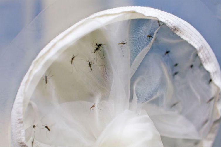 Foto: Divulgação/Agência Brasil