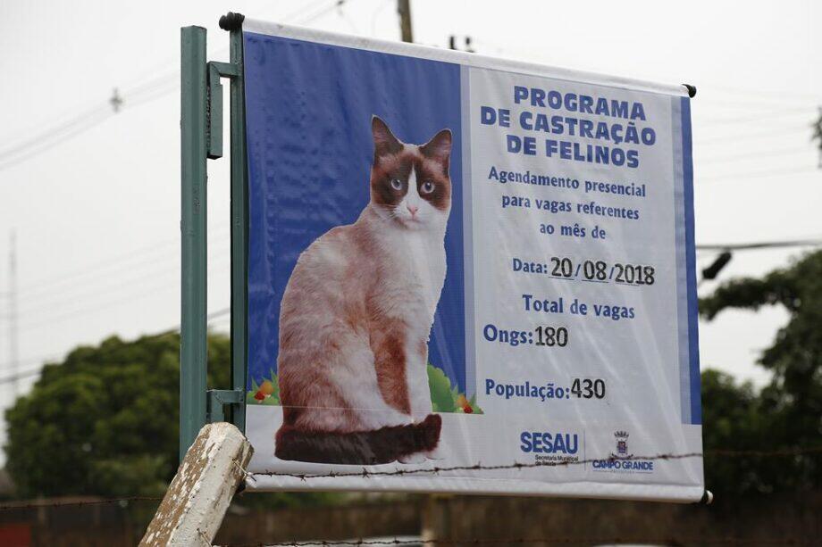 O agendamento acontece sempre no dia 20 do mês e a castração é marcada para o mês seguinte. (Foto: Marcos Ermínio)