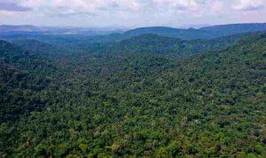 Países compartilham o interesse de chegar a Glasgow com mensagem de proteção da Amazônia