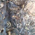 Local onde os animais foram encontrados (reprodução)