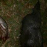 Animais abatidos foram exibidos nas redes sociais. Foto: Divulgação