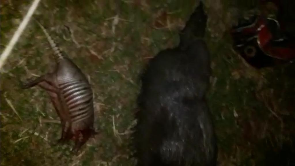 Animais abatidos foram exibidos nas redes sociais. Foto: Divulgação