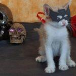Gatinho de máscara está disponível para adoção