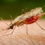 O mosquito Anopheles