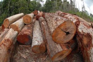 Exportação de madeira certificada cresceu 10% em 2014