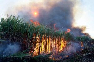 MS é o quarto Estado em número de focos de incêndio