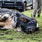 Policiais demoraram 20 minutos para conter animal (Henrique Arakaki