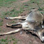 Animal encontrado morto pelos policiais na fazenda. Foto: Divulgação