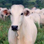 Brasil já tem dois casos confirmados de vaca louca