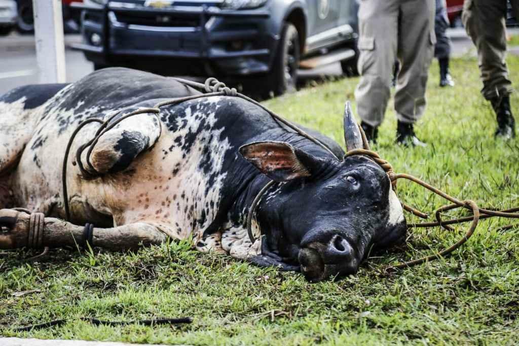 Policiais demoraram 20 minutos para conter animal (Henrique Arakaki