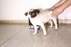 Polícia recuperou Chico