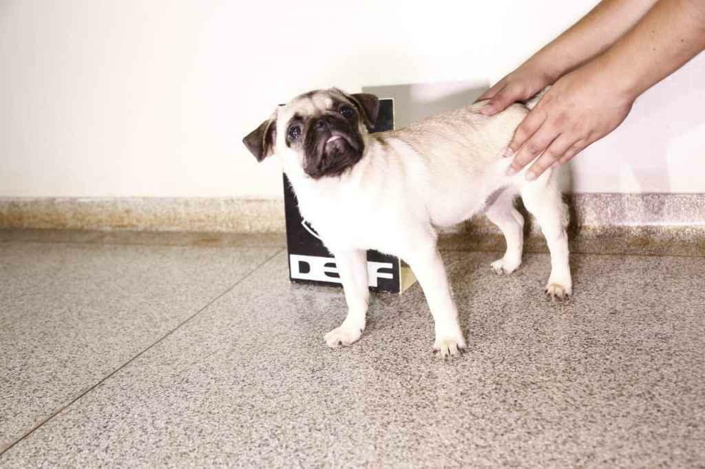 Polícia recuperou Chico