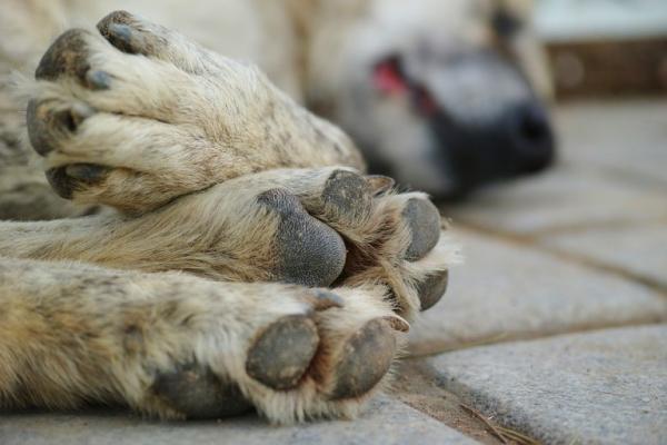 Cachorros foram levados para exames (Ilustrativa)