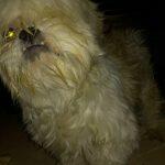 Lhasa apso só com o olha direito foi encontrada na região do bairro Jardim São Lourenço (Foto: Arquivo Pessoal)