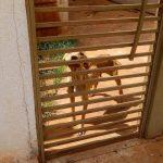 (Divulgação/ONG Guarda Animal)