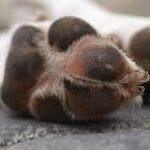 Cachorros estavam em um cercado de madeira (Ilustrativa)