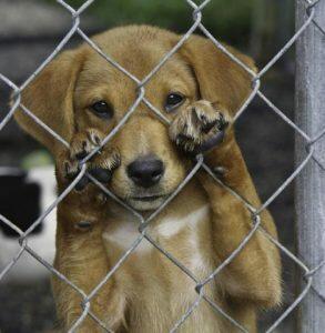 Animais