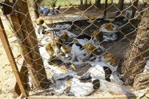 Cães foram resgatados em setembro. (Foto: Marcos Ermínio)