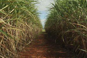 Plantação de cana é ameaça ao Pantanal (Elza Fiuza