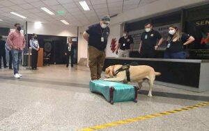 Cão farejador alertou para a existência da droga