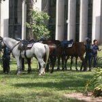 Cavalaria da PM na frente da Assembleia Legislativa